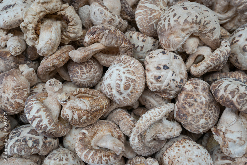 Fototapeta premium Chinese mushrooms