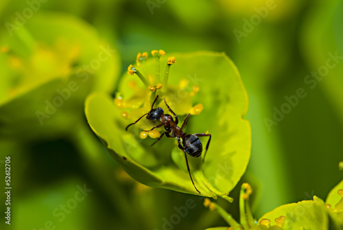 Ant is looking for food in the top of a flower © Fominayaphoto