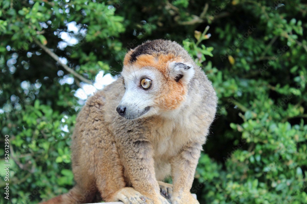 Fototapeta premium Parc des félins, lémurien