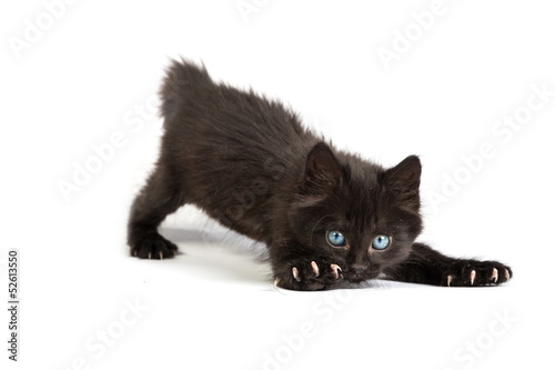 Fototapeta Naklejka Na Ścianę i Meble -  Frightened black kitten standing on a white background