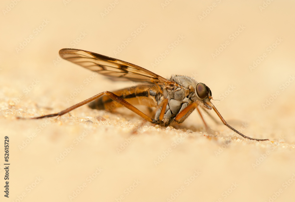 Rhagio Rhagio