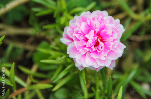 pink flower