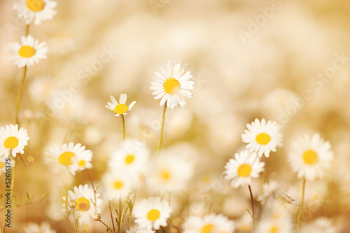 Daisies on meadow with beautiful light effect © olenakucher
