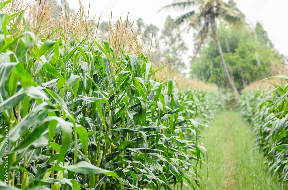 Corn farm