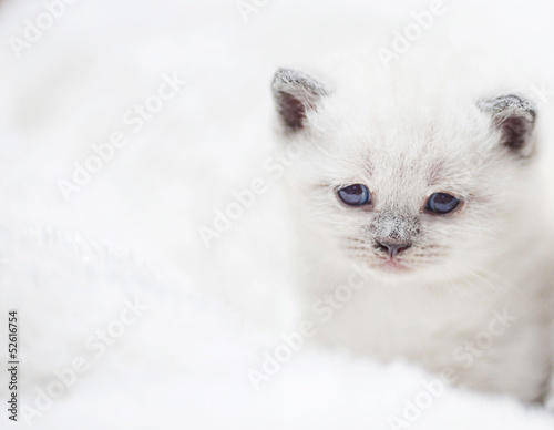 cute white kitten