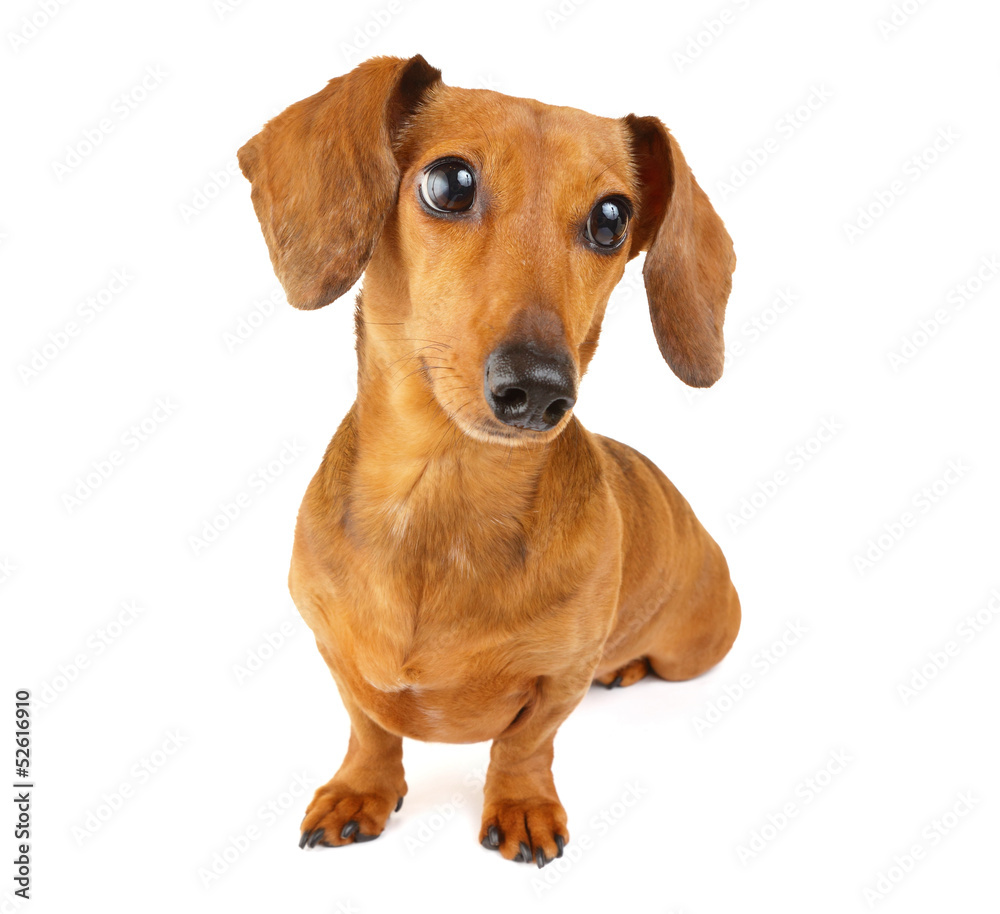 Brown dachshund dog isolated on white background Brown dachshund dog isolated on white background