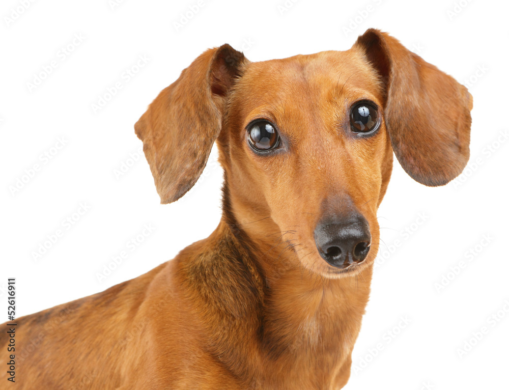 Brown dachshund dog isolated on white background