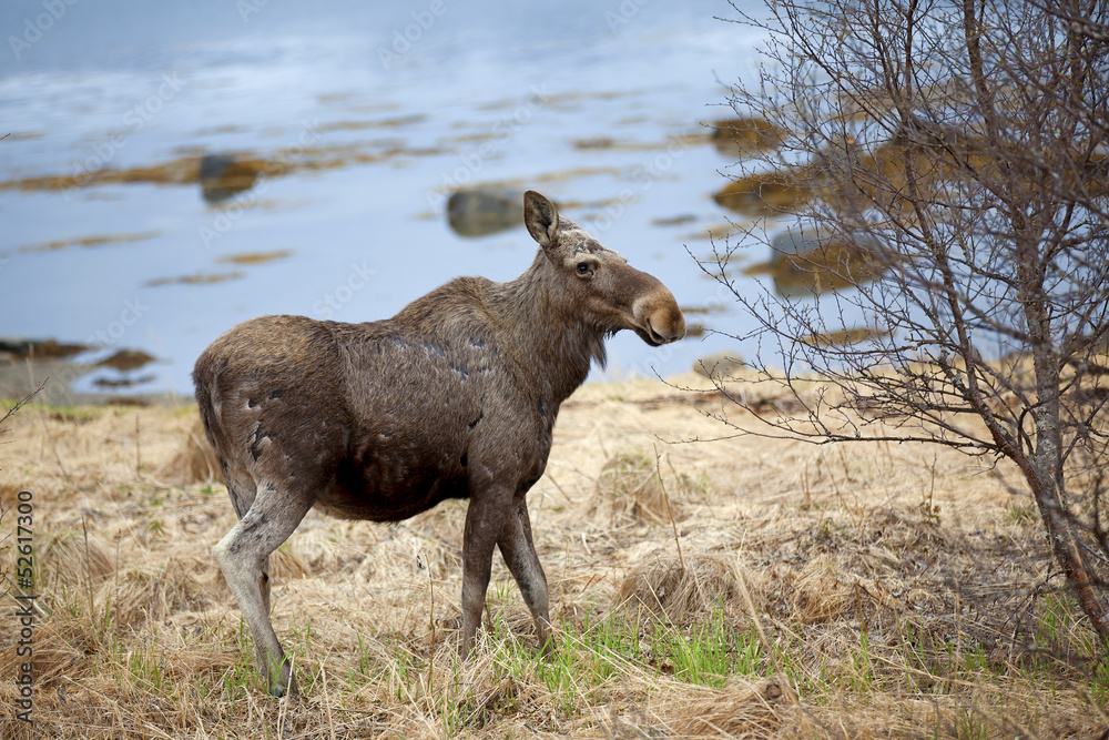 Obraz premium Wild Moose