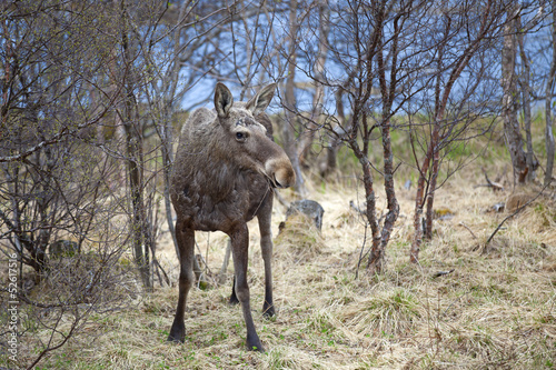 Wild Moose © Kjersti