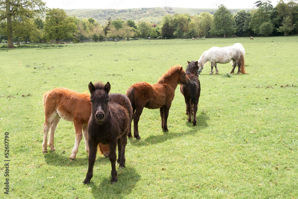 Naklejka premium Group of young foals grazing