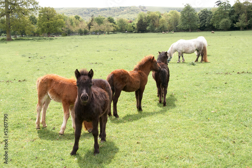 Wallpaper Mural Group of young foals grazing Torontodigital.ca