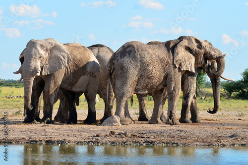 elephants in Nxai pan national park in Botswana