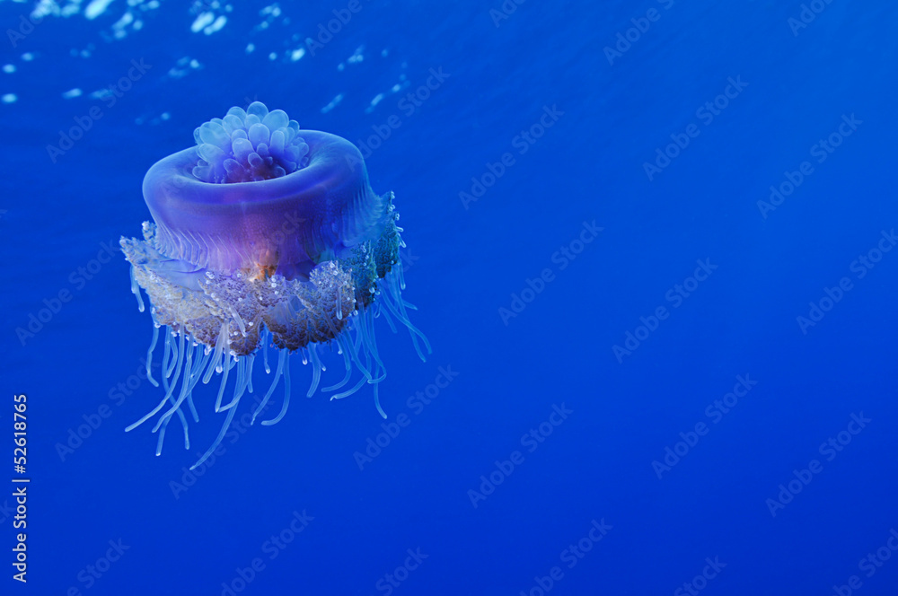 Fototapeta premium Cauliflower jellyfish, Cephea cephea, with space for your text