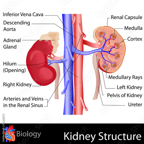 Kidney Anatomy