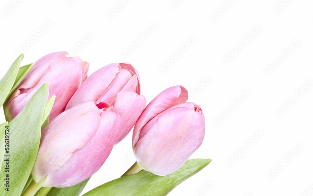 Obraz premium Pink tulips on white background in a bucket