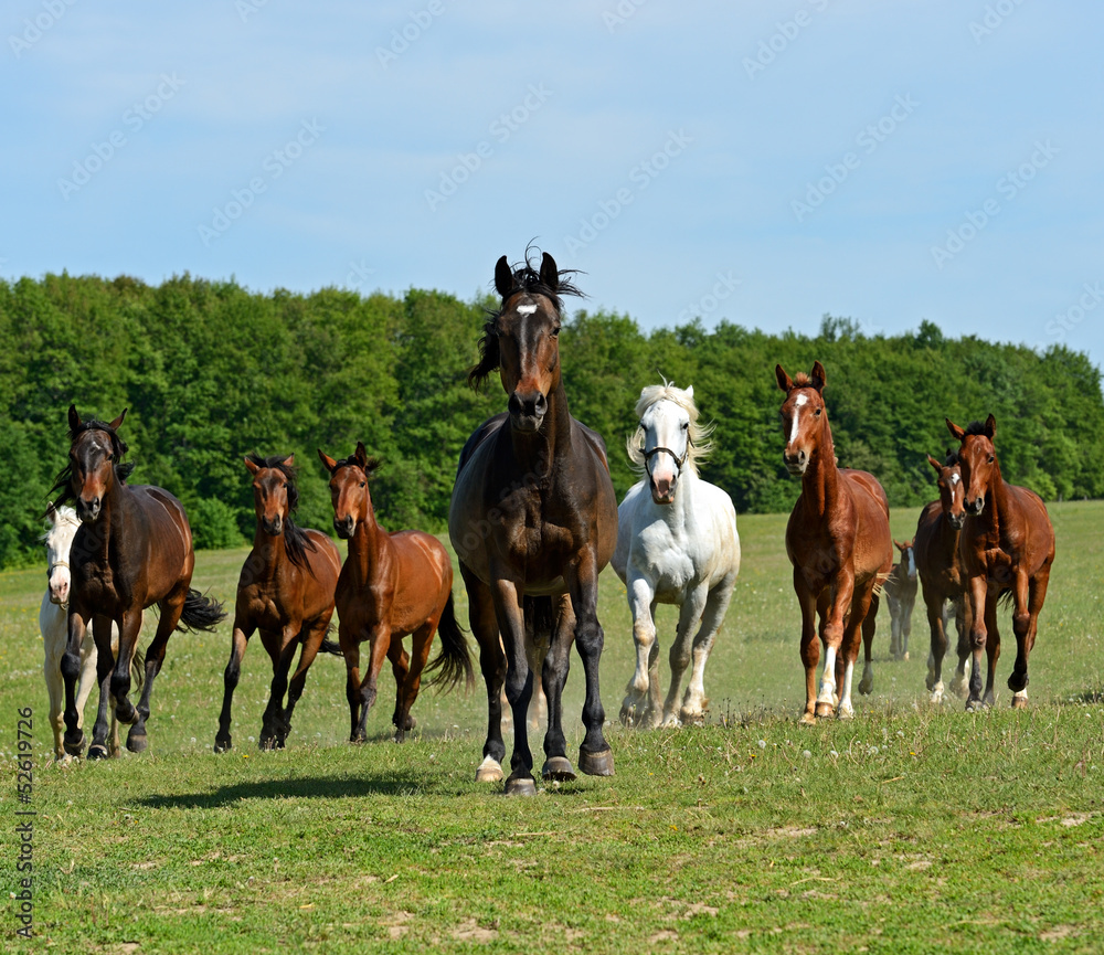 Horse Horse