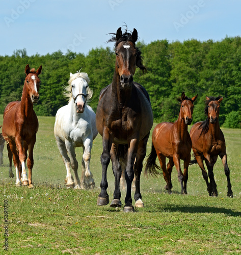 Obraz na płótnie Horse w salonie