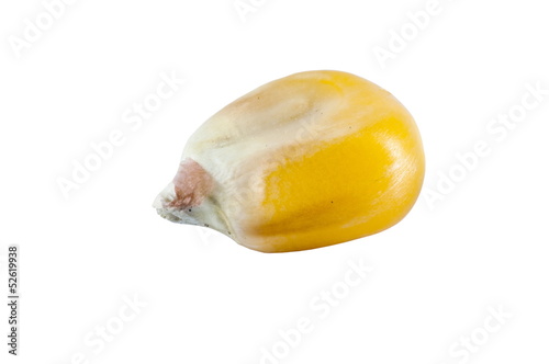 one grain of corn