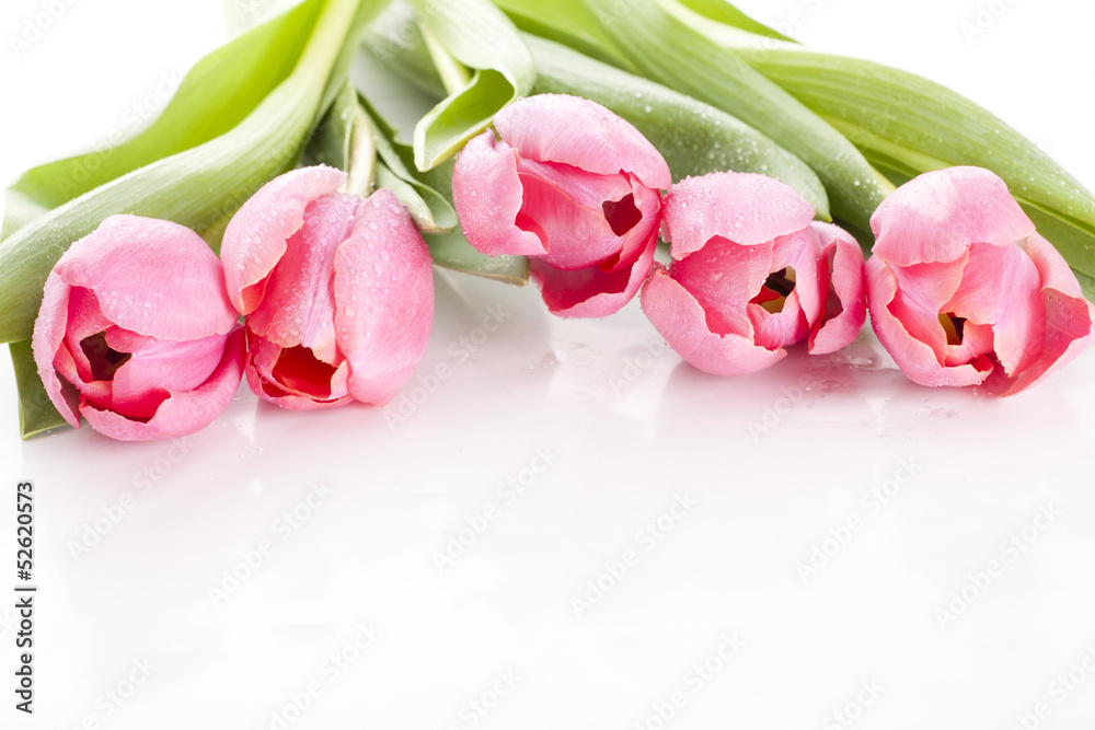 Pink tulips on white background in a bucket