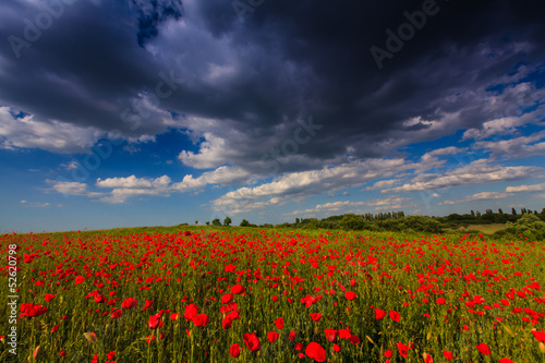 Beautiful rural scenery with wild flowers and ominous stormy sky