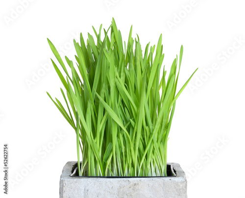 Quadro em tela Fresh wheatgrass in square pot