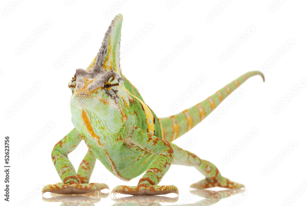 Obraz premium Veiled Chameleon