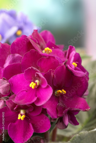 Bright saintpaulias  on natural background