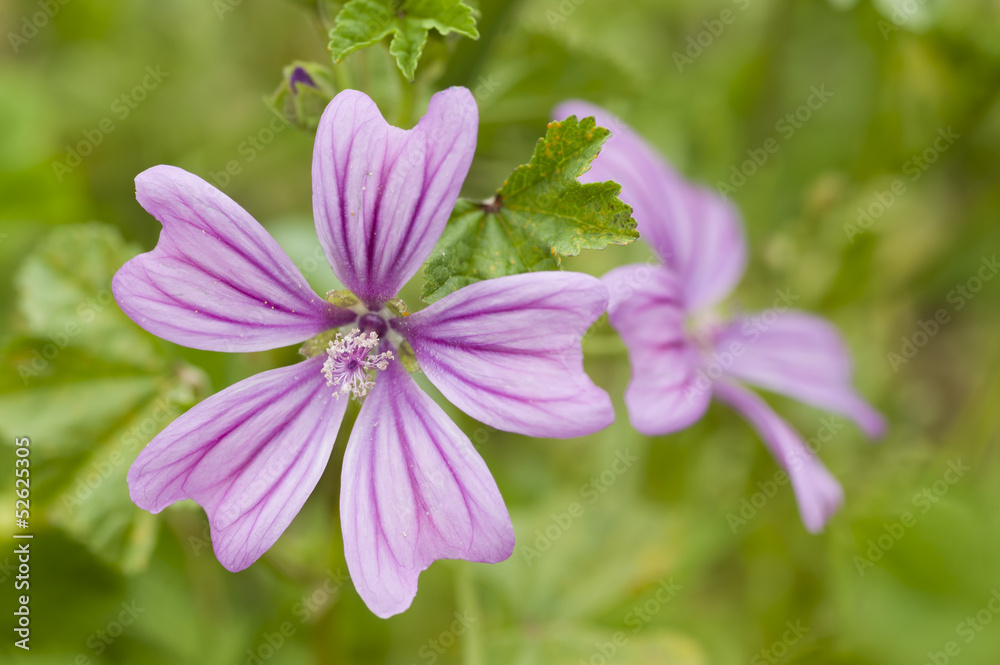 Flowers of mauve Flowers of mauve
