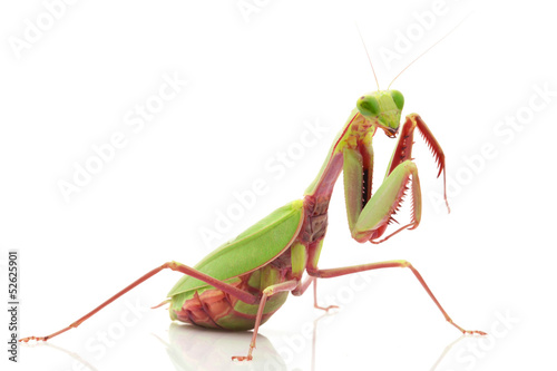 Giant Rainforest Mantis © fivespots