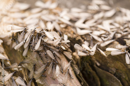 Winged individuals of termite