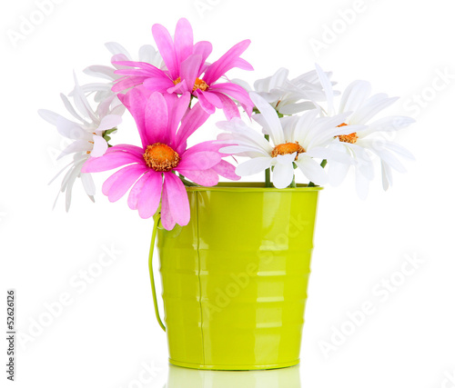 Fototapeta Naklejka Na Ścianę i Meble -  Beautiful daisies in colorful bucket isolated on white