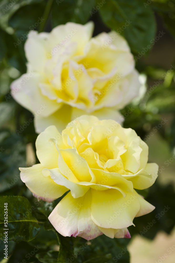 Roses in full bloom