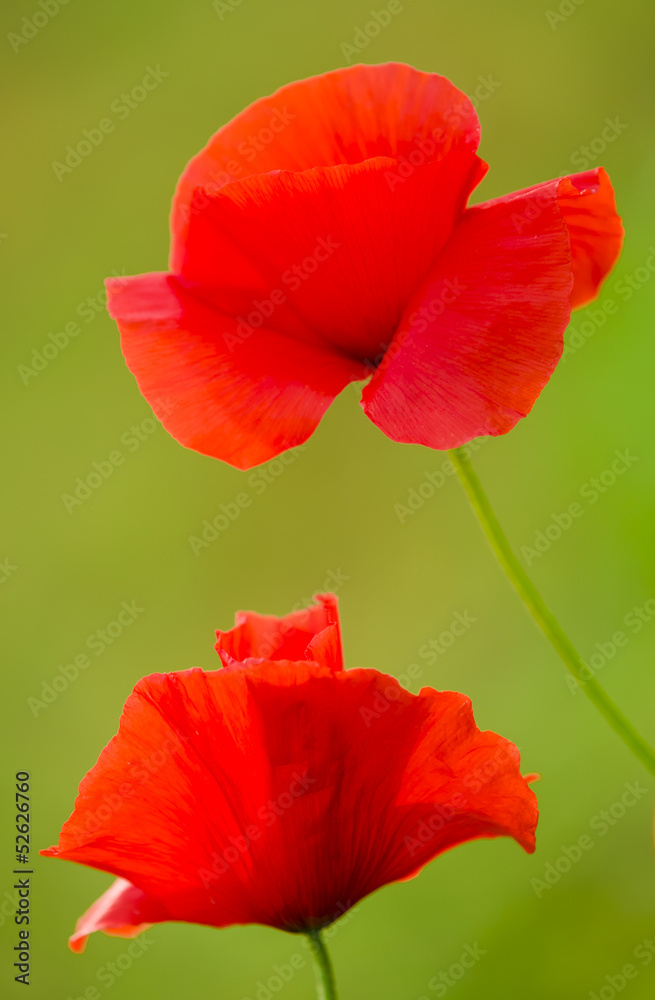 Red poppy flowers Red poppy flowers