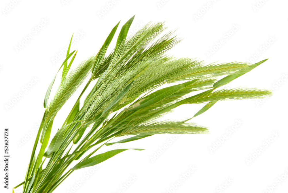Fototapeta premium Green spikelets, isolated on white