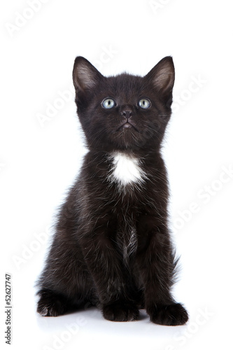 Black small kitten.