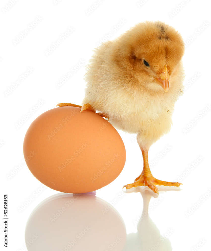 Obraz premium Little chicken with egg isolated on white