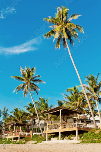 Coconut tree at beach
