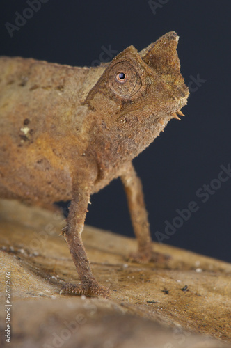 Leaf chameleon / Brookesia superciliaris