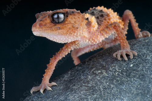 Knob tailed gecko / Nephrurus wheeleri