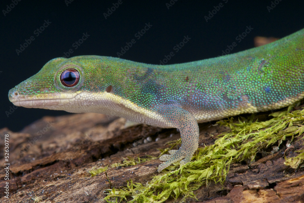 Vanheygeni's daygecko / Phelsuma vanheygeni Vanheygeni's daygecko / Phelsuma vanheygeni