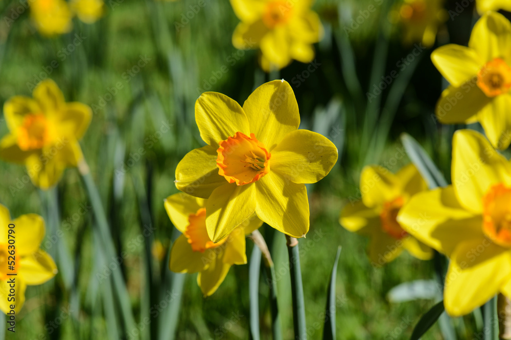 Yellow Daffodils Yellow Daffodils