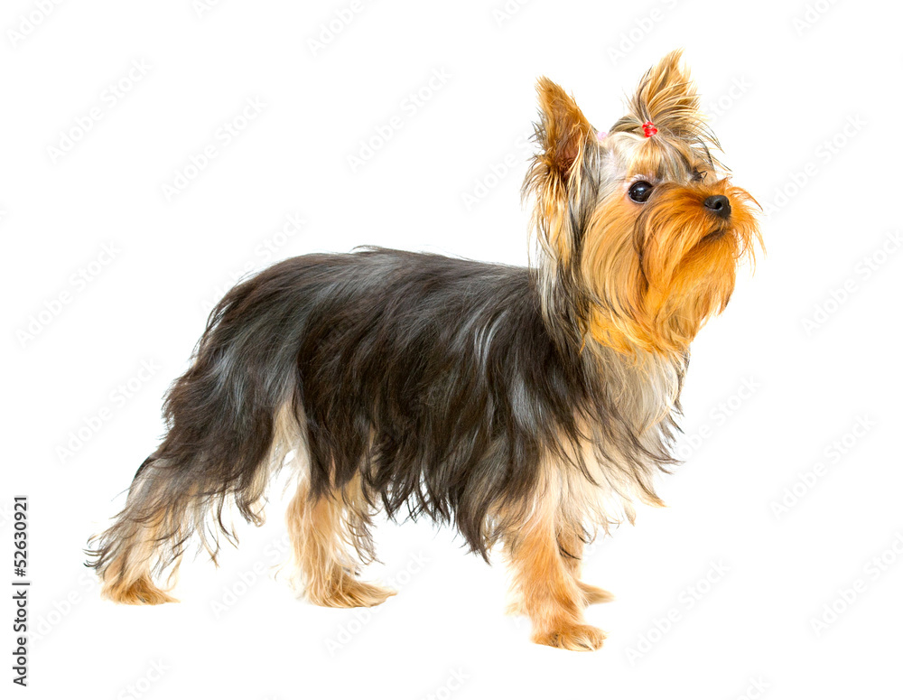 Yorkshire terrier