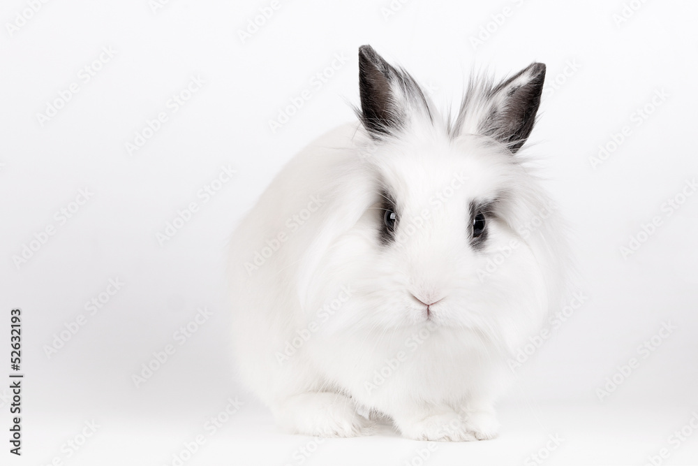 White rabbit White rabbit