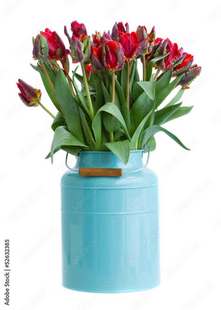 red tulip flowers in blue