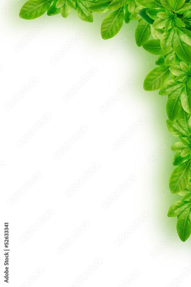 Corners with green leaves Stock Photo