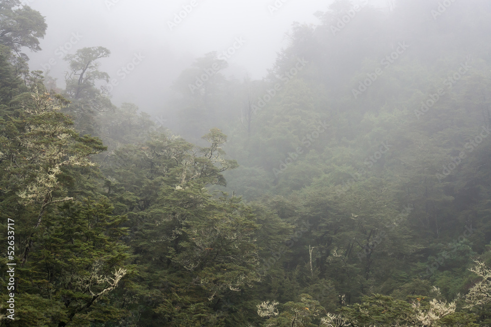 beech forest in fog