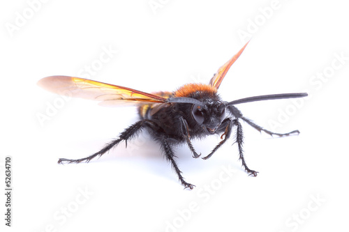 Wasp (Scolia hirta) isolated on white © Vitalii Hulai