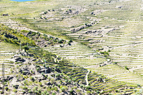 vineyars in Douro Valley, Portugal photo