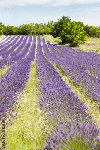 lavender field near Salles-sous-Bois  Rhone-Alpes  France