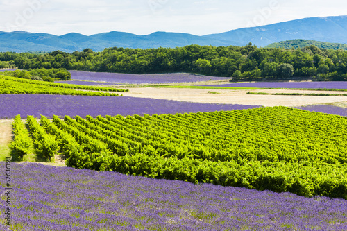 Fotografía lavender fields with vineyards, Rhone-Alpes, France